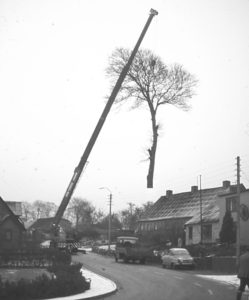 Træet lettede i1978 fra et hjørne mellem Langelinie 40 og Langelinie 42.